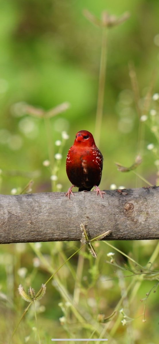 SantoshKumarBRS's tweet photo. “Weekly dose of my #Photography 📷 ”.
Have a #HappySunday😊.
#Birds
#Nature
#BirdWatching
#BirdPhotography https://t.co/HIucpTxn41