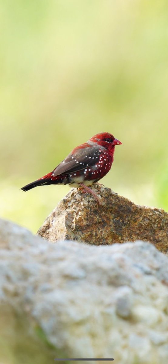 SantoshKumarBRS's tweet photo. “Weekly dose of my #Photography 📷 ”.
Have a #HappySunday😊.
#Birds
#Nature
#BirdWatching
#BirdPhotography https://t.co/HIucpTxn41
