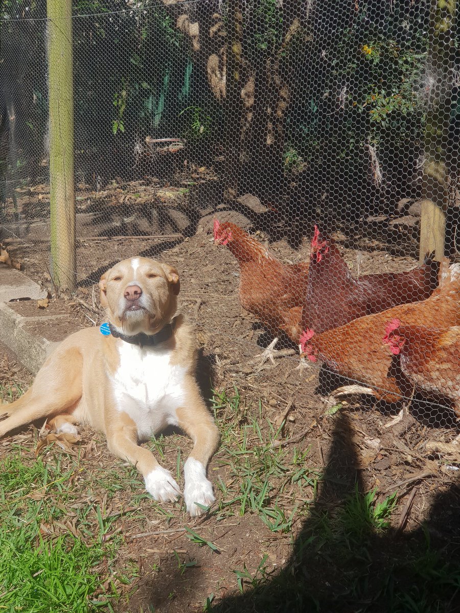 R6cam81's tweet photo. @Timcast  Our fearless chicken protector, Joe https://t.co/SE8IJUi020