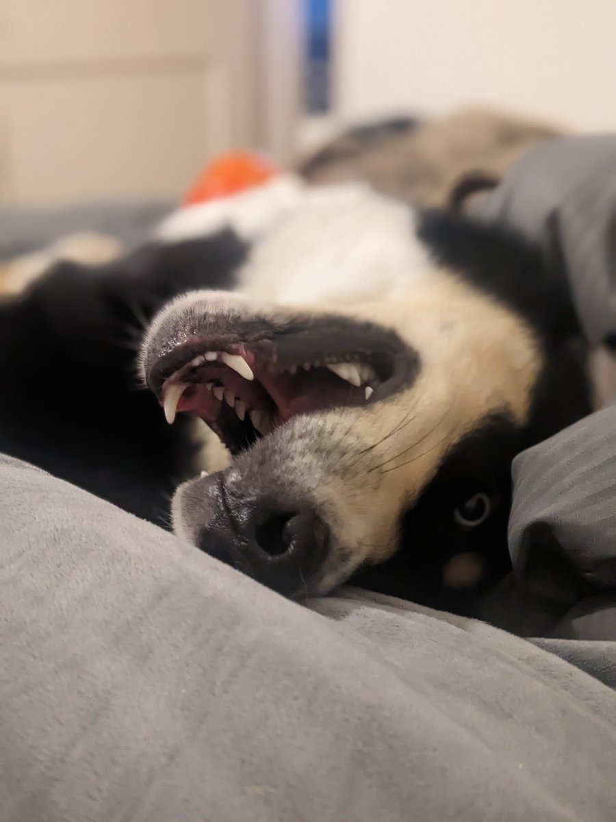 He's my goofball