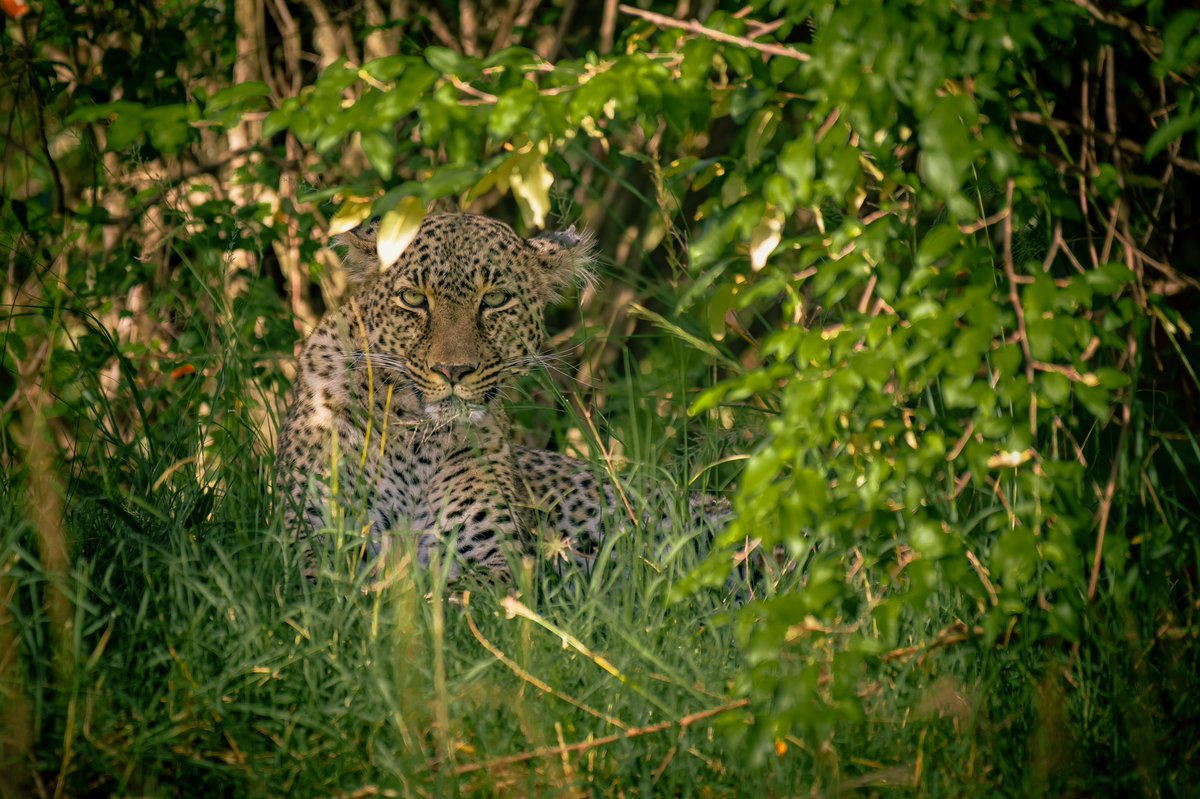 bownaankamal's tweet photo. Queen Bahati with her cute grudge look | Masai Mara | Kenya
.
.
#featured_wildlife #africa #photowalkconnect #wildlife_bigcats #⁠#natureinfocus #bownaankamal #discoverearth #bigfive #leopard #safariafrica #discovery #big5 #masaimarasafari #bestanimal #mammalsofafrica #africanleopards #natgeomagazine #naturelovers #leopardsofafrica #safari #1x #naturephotography #wildafrica #natgeode
.
.
@KWSKenya
@WildEarth
@PBSNature
@WWF
@NatGeoMag