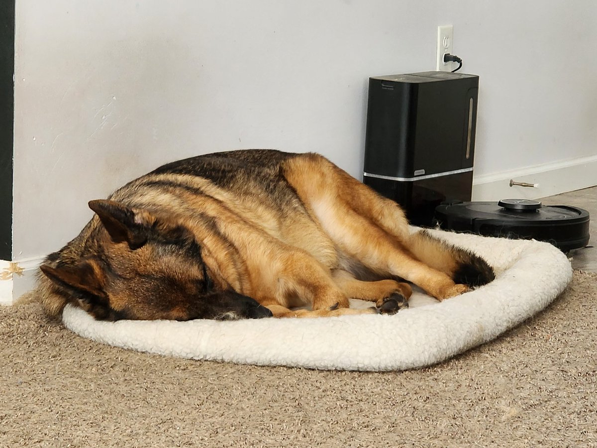 AtticaOnline's tweet image. Who likes merch or has merch ideas? 👕

Let's make it happen. ❤️

Baseball @ootpbaseball @mlb
Portland Stags @Portland__Stags #emlb 
M4XXP0W3R #pbesim 
Celestial Fury #dnd5e
Crits &amp;amp; Giggles #oneshot 
Moments #memes
Memories #funny
Alex, my dog #gsd 

he's so cute ( ᵘ ꒳ ᵘ )⭜