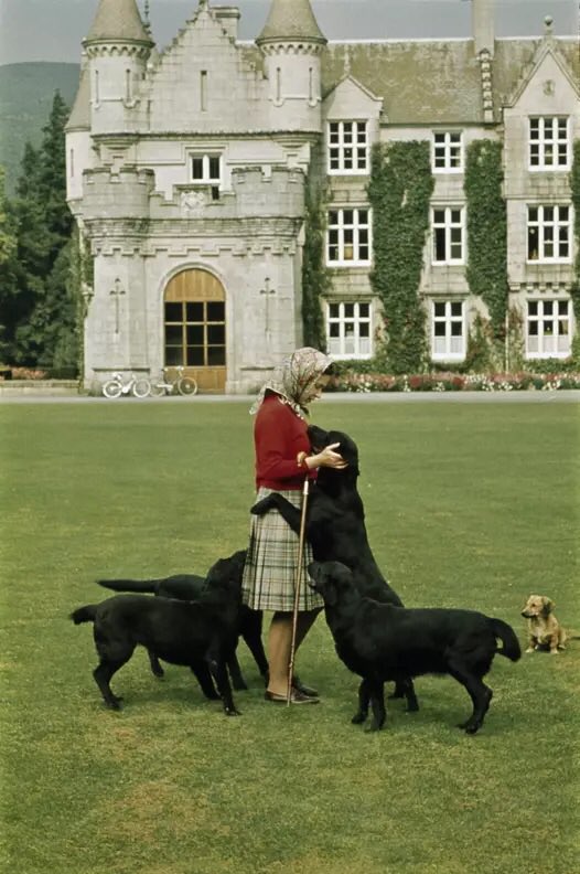 With it being international dog day here is Our Dearly Missed Queen Elizabeth II Lilibet with hers at Balmoral 🐕🐕🐕🐕 #QueenElizabethII #QueenElizabeth #InternationalDogDay