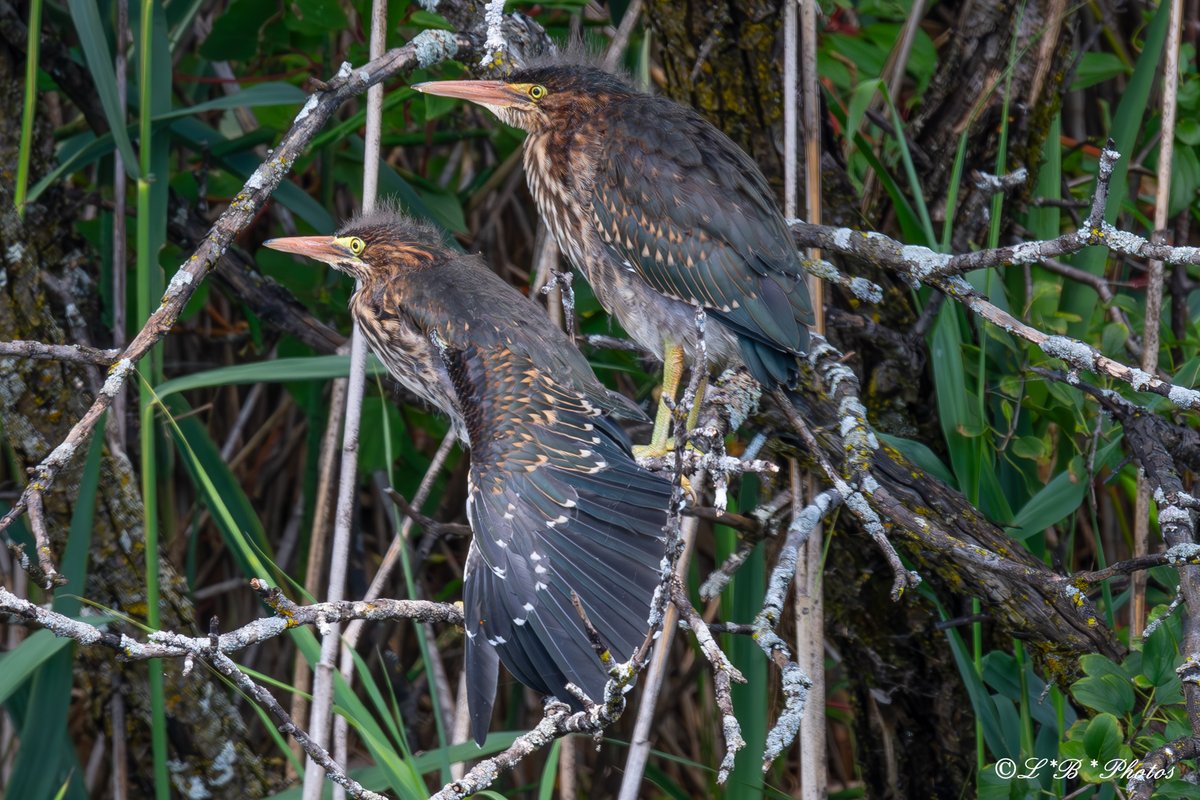 Lorr 333 (@lorr333) on Twitter photo Two juvenile Green Herons. Photographed in #Laval #Québec #Canada Happy weekend to all! #birds #GreenHerons #juvenile #nature #wildlifephotography #BirdsSeenIn2023 #BirdsOfX <a href="/Britnatureguide/">The British Nature Guide</a> <a href="/ThePhotoHour/">#ThePhotoHour</a> <a href="/BPQBirdsighting/">BPQ Bird sightings</a> <a href="/NatureCanada/">Nature Canada</a> <a href="/every_heron/">Every Heron 𓆀💙</a> <a href="/CanGeo/">Canadian Geographic</a> <a href="/audubonsociety/">Audubon Society</a> Two juvenile Green Herons. Photographed in #Laval #Québec #Canada Happy weekend to all! #birds #GreenHerons #juvenile #nature #wildlifephotography #BirdsSeenIn2023 #BirdsOfX <a href="/Britnatureguide/">The British Nature Guide</a> <a href="/ThePhotoHour/">#ThePhotoHour</a> <a href="/BPQBirdsighting/">BPQ Bird sightings</a> <a href="/NatureCanada/">Nature Canada</a> <a href="/every_heron/">Every Heron 𓆀💙</a> <a href="/CanGeo/">Canadian Geographic</a> <a href="/audubonsociety/">Audubon Society</a>
