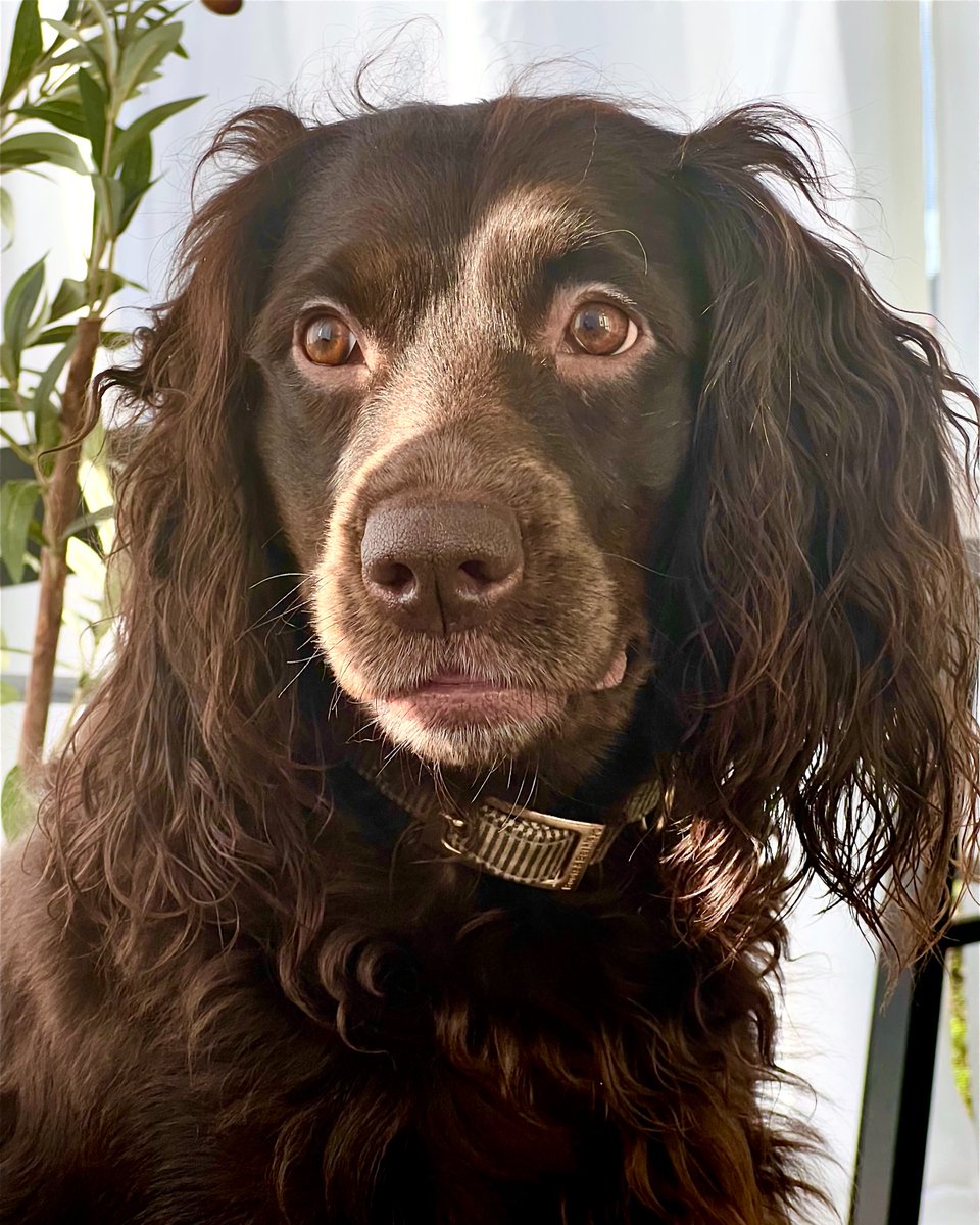 RedSharkDigital's tweet photo. Part 2 because it’s National Dog Day and why not? 😎🐾
#nationaldogday🐾 #littledoglife #puppiesofinstgram #dailybark #nationaldogday #dog #dogfeatures #dogsofinstagram #pupsofinstagram #happypuppy #pupoftheday #mixedbreedsofinstagram https://t.co/ehQW8u6zVe