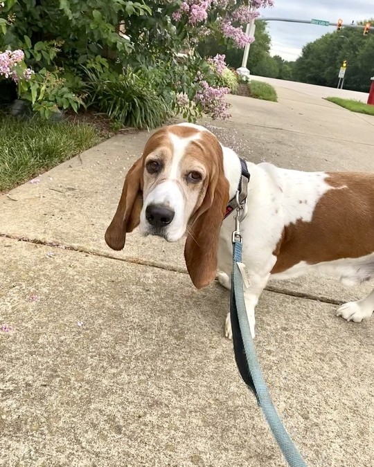 RedSharkDigital's tweet photo. Part 2 because it’s National Dog Day and why not? 😎🐾
#nationaldogday🐾 #littledoglife #puppiesofinstgram #dailybark #nationaldogday #dog #dogfeatures #dogsofinstagram #pupsofinstagram #happypuppy #pupoftheday #mixedbreedsofinstagram https://t.co/ehQW8u6zVe