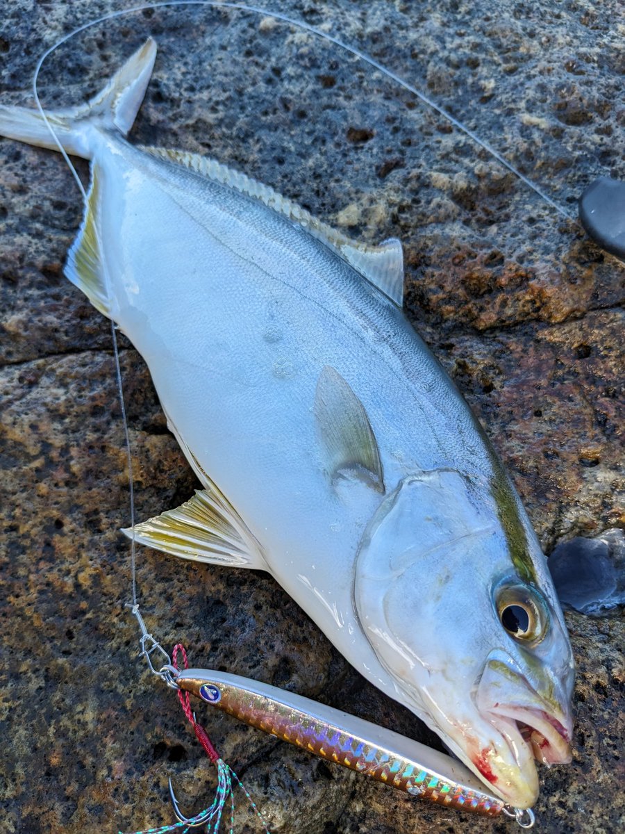 hasenina1466311's tweet image. 昨日は熊野遠足。
久しぶりでしたが、楽し過ぎる！

#シオ
#FALLTEN
#BlueBlue