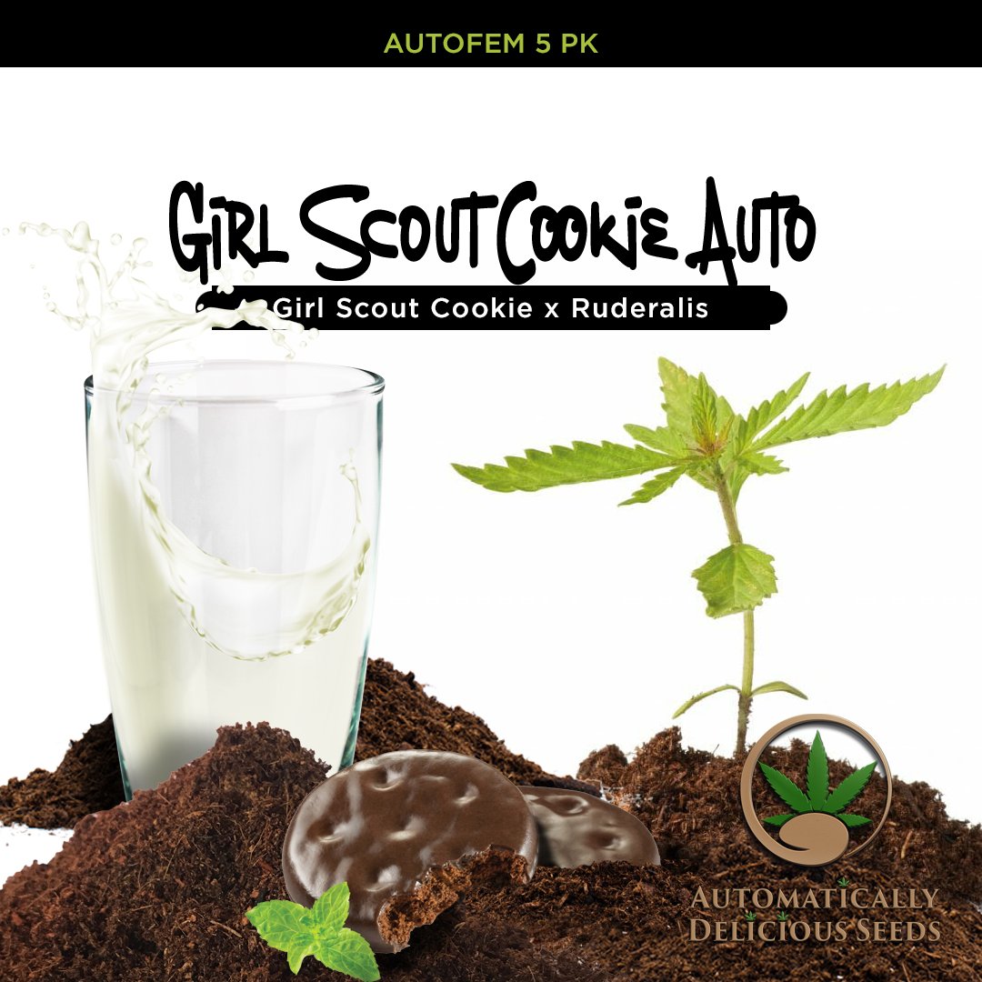 AutoDelish's tweet image. It’s not a sweet strain by any means, but it definitely has sweeter elements hidden in the dark, slightly skunky, OG Kush-dominant terpene profile: bit.ly/auto-delish-se…

#Cannabis #CannabisCommunity #cannabislife #420friendly #420Life #cannabisgrowers #seedsherenow #autodelish