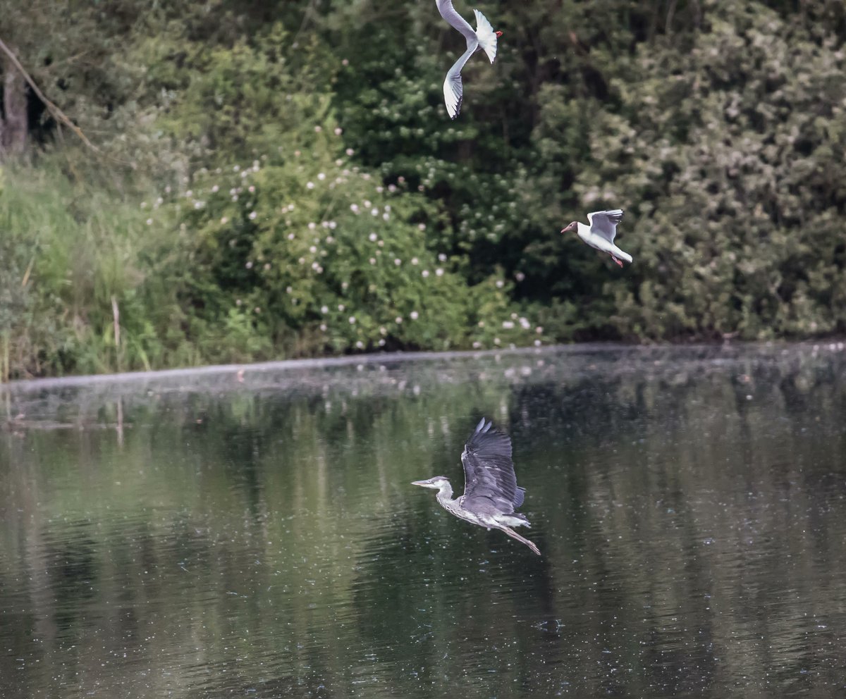 A juvenile heron breaks cover, and is mobbed by black-headed gulls.