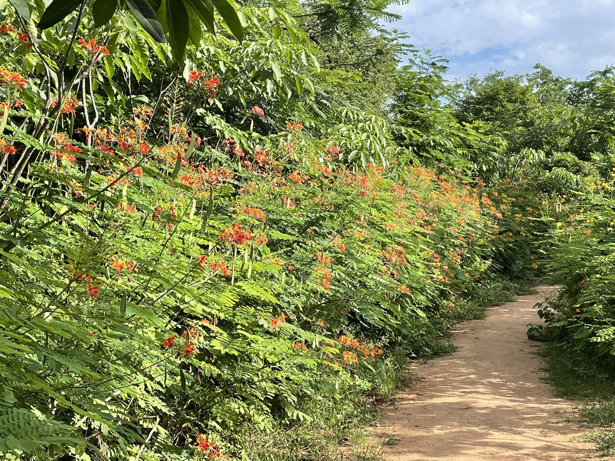 Krishna, IFS tweet media