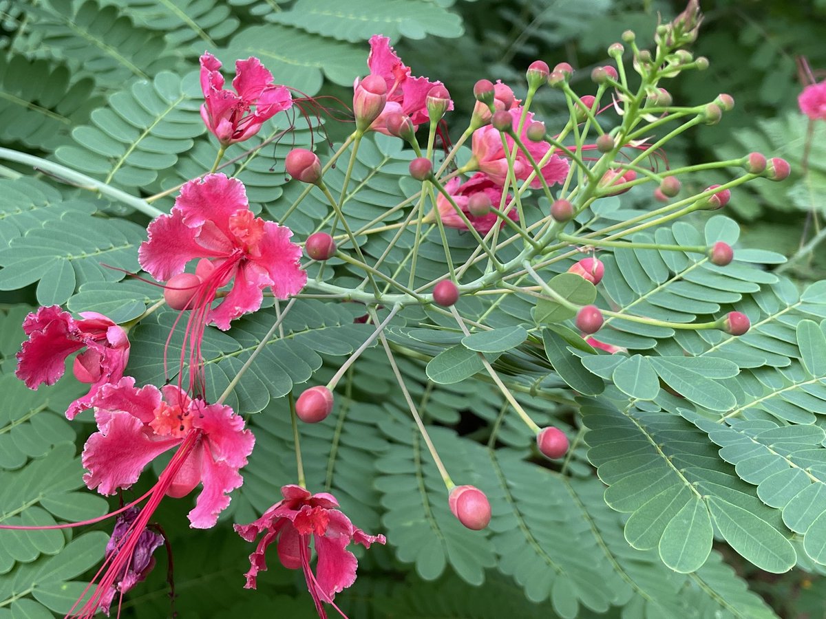 Krishna, IFS tweet media