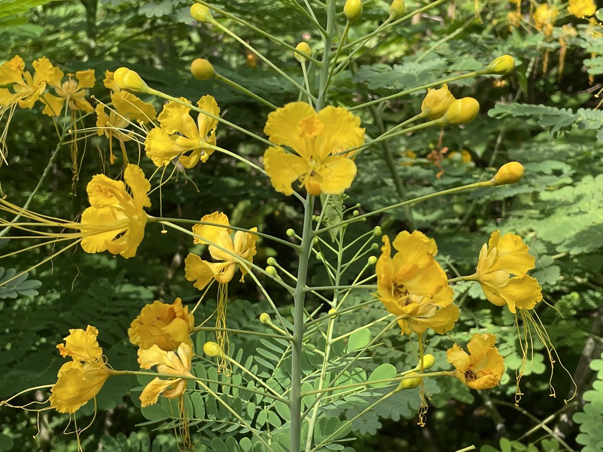 Krishna, IFS tweet media