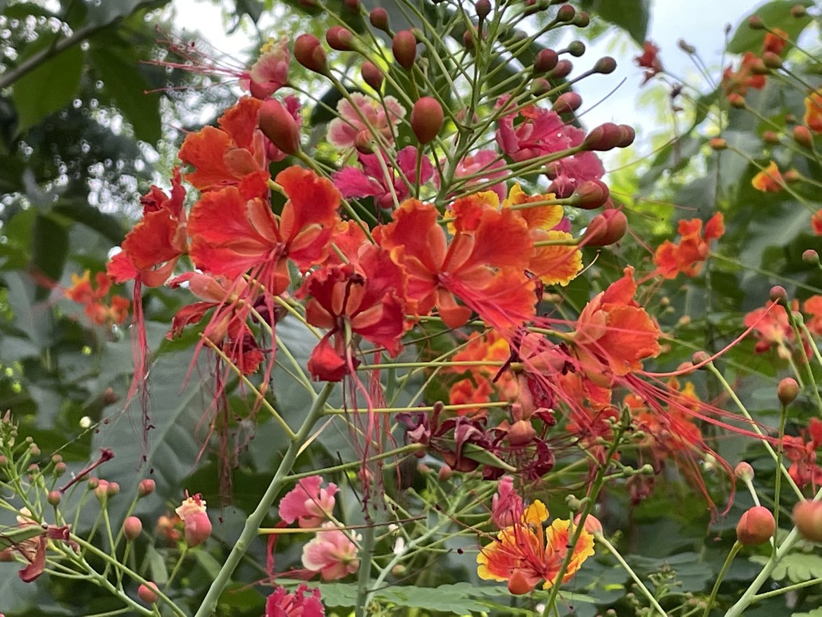 Krishna, IFS tweet media