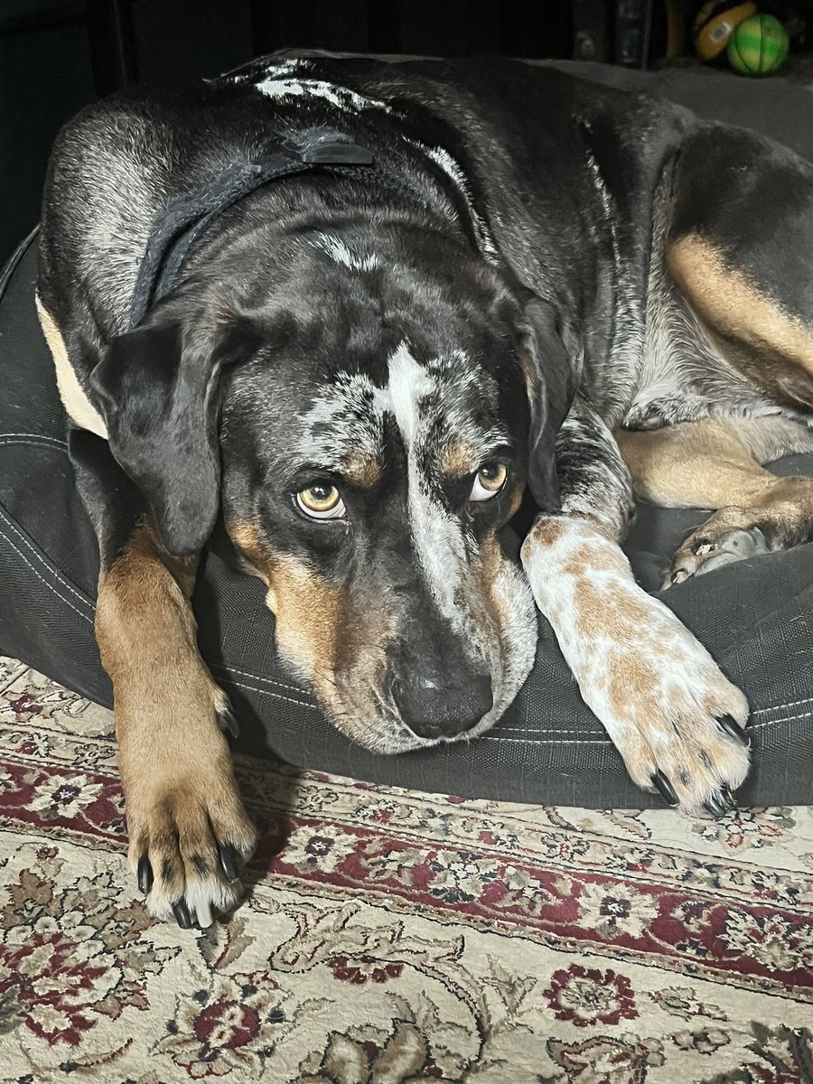 RNafrada's tweet photo. #happynationaldogday #catahoula https://t.co/McZCV3CmQf