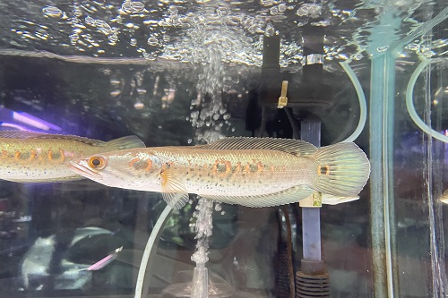 kanedai_ebina's tweet photo. 熱帯魚入荷情報！！  https://t.co/O5BkolYzAf https://t.co/xuVok93Dfs