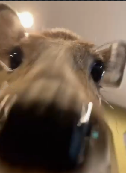 QuinDeer's tweet photo. aaaa https://t.co/tRv2W3x4Dv