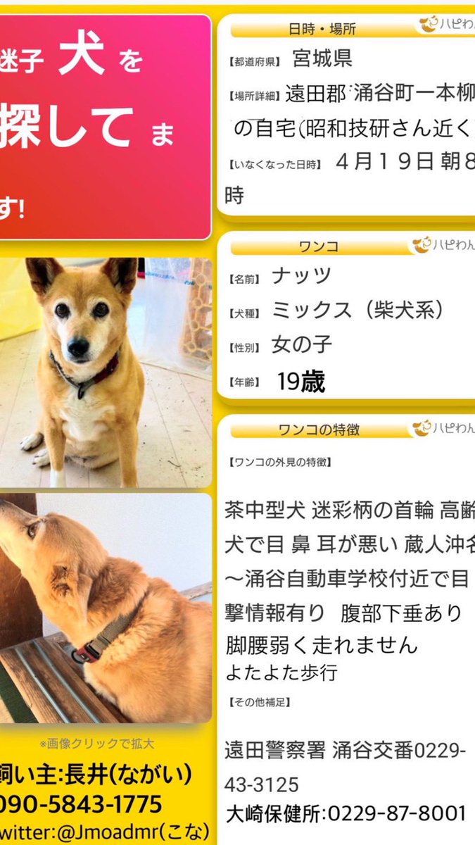 Tiktokに情報頂きました。
飼い主が確認に行きましたが情報の🐕はいなかったようです。
受付の方にチラシを渡して話をしてきたとの事。
犬を飼っていたみたいで親身に聞いてくれたと…
ご協力ありがとうございます。

#迷子犬 #宮城県 #涌谷町 #大崎市 #拡散希望