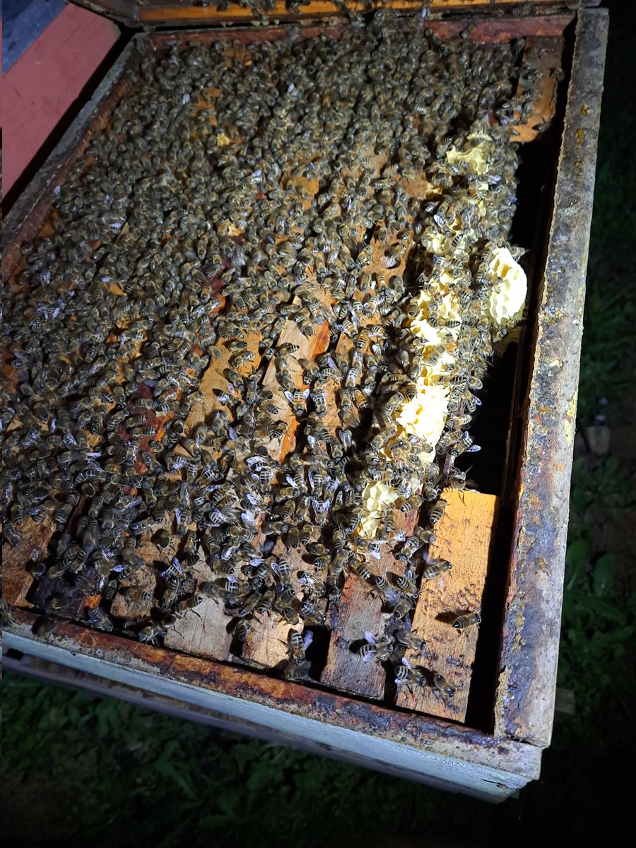 Ya con las alzas desarrolladas con alto volumen de abejas! 😬🐝
