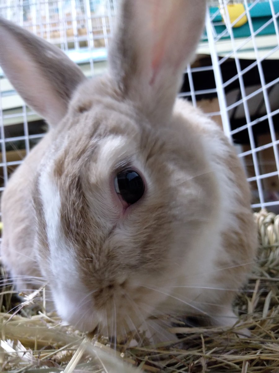 QbHQiZj29UiWuho's tweet image. 宇佐儀です。省エネに協力するために目の前に出てきたＵＳＢケーブルは、確実に切断することをお約束します。#宇佐儀 #うさぎ #もさじ #もふもふ #もさ毛 #２歳 #省エネ #協力するため #目の前 #出てきた #ＵＳＢケーブル #確実 #切断 #お約束