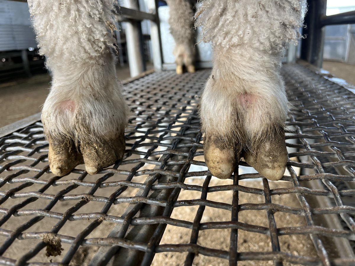 Merino ram breeders interested in feet health, this is your opportunity.  Thanks to a collaboration between @woolinnovation @animalhealthAUS @MurdochUni @neXtgenAgri @SheepMetriX @AGBU_GENE @Thommo_Murdoch  we have three different great opportunities over three years to get…