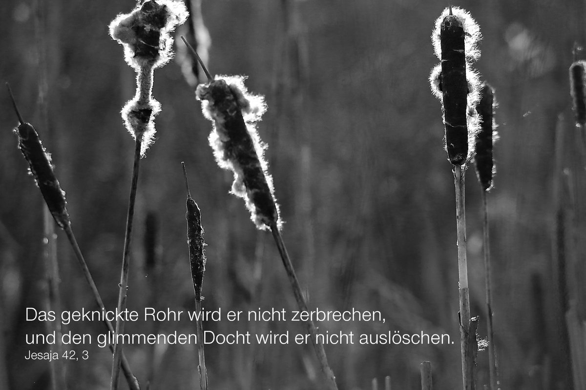 Da sind Menschen anders als Gott: Die treten auch gern noch mal nach, wenn einer schon am Boden liegt......
Der Sonntag, er sei euch gesegnet. Guten Morgen miteinander! Unsere Gottesdienste findet ihr hier kirche-nf.de/termine/gottes…
