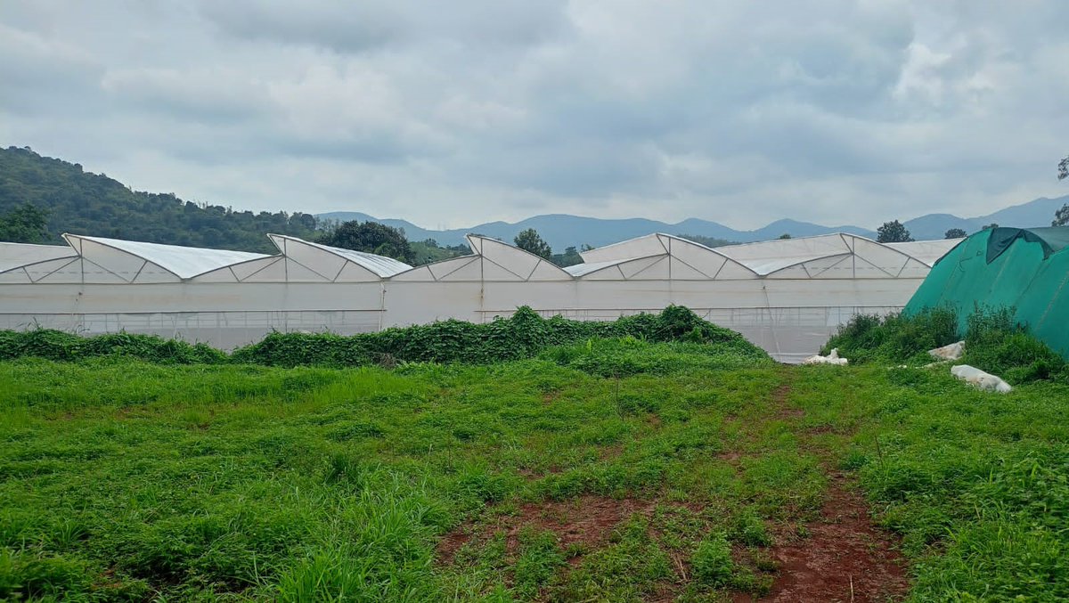 2,000 sq meter polyhouse in Pottangi, Koraput became operational this week with 10 lakhs ARC (apical rooted cutting) production capacity. Two more polyhouses in the pipeline. 
<a href="/Cipotato/">International Potato Center</a>, <a href="/krushibibhag/">କୃଷି ବିଭାଗ, ଓଡ଼ିଶା</a> <a href="/BhubaneswarOuat/">OUAT BHUBANESWAR</a> <a href="/Horticultureod1/">Horticulture Odisha</a> <a href="/arvindpadhee/">Arabinda K Padhee</a> <a href="/CGIAR/">CGIAR</a>