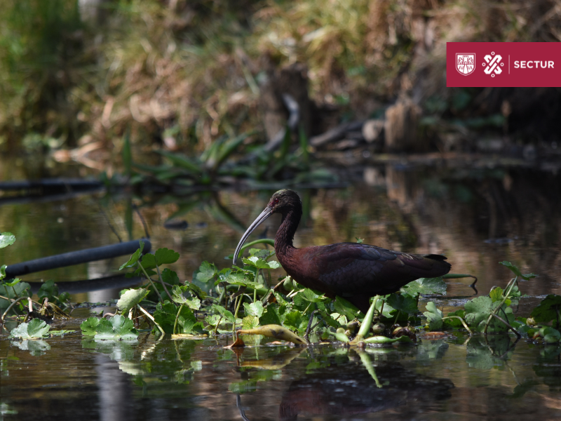 turismocdmx's tweet photo. ¡Conoce Lago Los Reyes en Tláhuac y disfruta un paseo por sus tradicionales canales!😍

Visitar la Ciudad de México sin un paseo en trajinera es recorrido incompleto, por ello, nuestra sugerencia es este sitio donde apreciarás la riqueza natural y cultural.

@TlahuacRenace https://t.co/57BDByMzmH