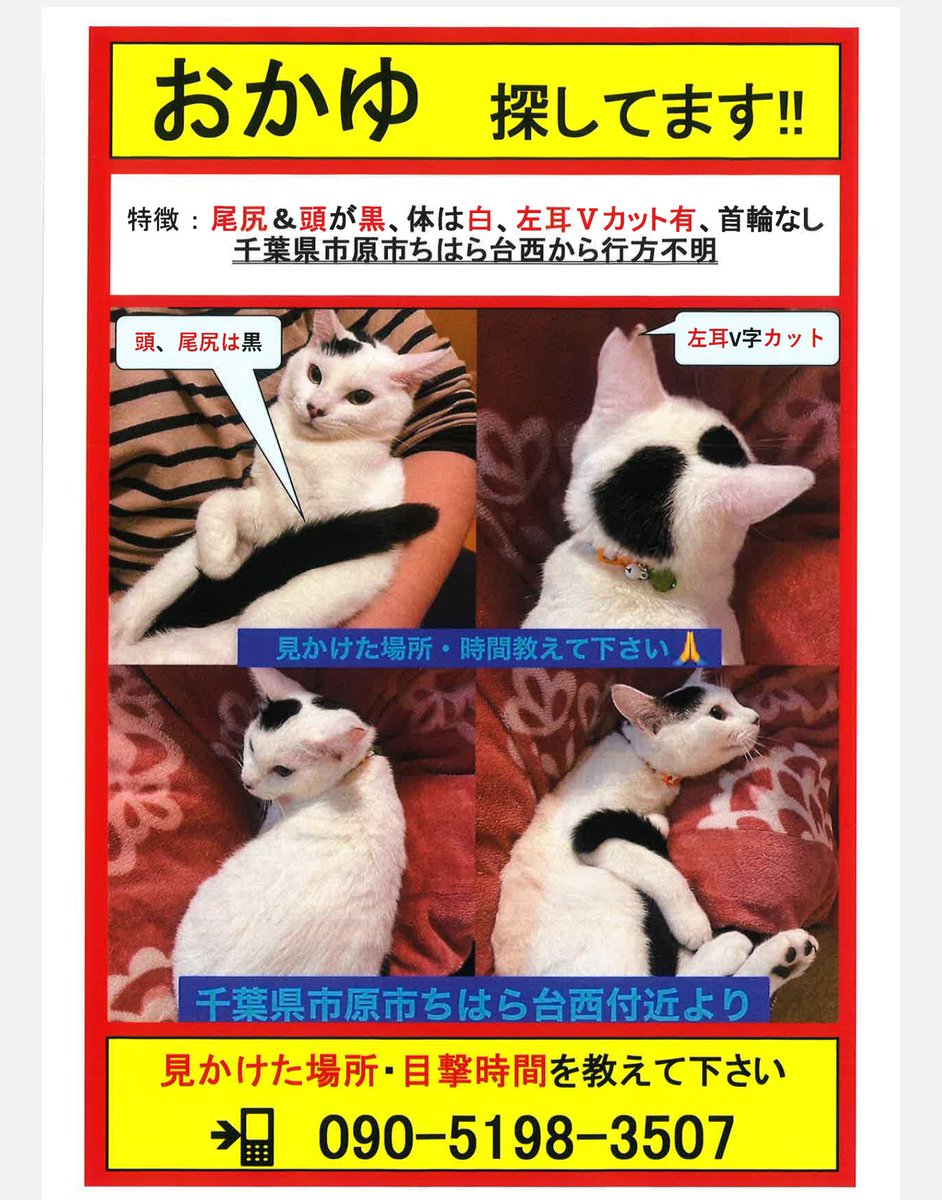 33WYZPiJjLyg1Ru's tweet photo. 迷子猫🙏
千葉県市原市ちはら台よりおかゆちゃんが迷子になっています💦
迷子になって2ヶ月以上経ってしまいました😭
皆様の目撃情報が頼りです
拡散ご協力感謝です☆
どうかよろしくお願いいたします🙏

#迷子猫
#千葉県　#市原市
#市原市ちはら台
#拡散希望 
#拡散希望RT協力お願いします 
#代理投稿 https://t.co/CPheaa75CC