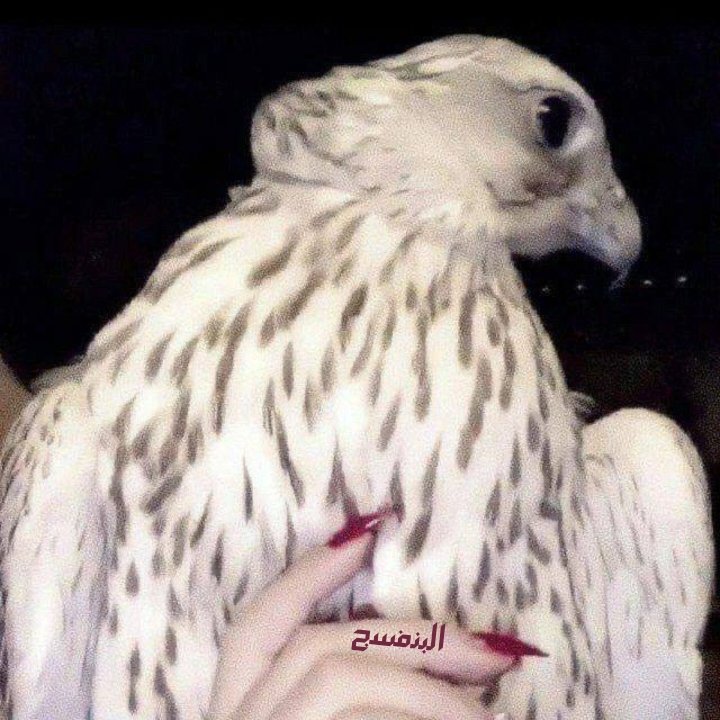 .° ༘ ﾟ ✧ ° ₊   ⠀

شل السـلام وصافي الود ياطير
وسلم على شخـص عـزيـزٍ وقله

باقي مكانة ما حصـل فيه تغـيـر                                           بين الجفن والعـين عندي محله ...

︒✯

⌇𖥨‌.° ⑅⃝دعوآت بنفسـجيـﮯهہ💜ᬉ