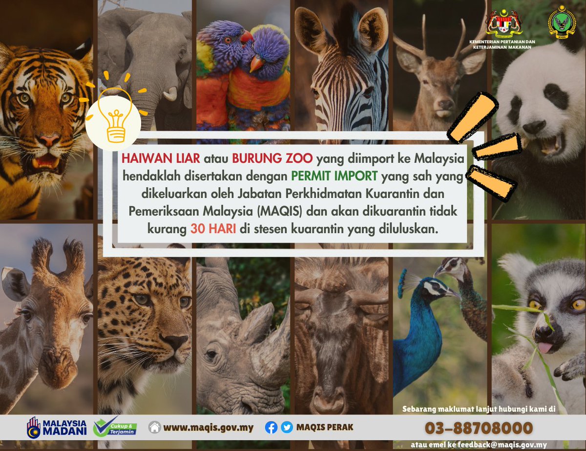 MaqisPerak's tweet photo. Mana-mana konsainan haiwan liar atau burung zoo yang hendak dibawa masuk ke Malaysia hendaklah disertakan dengan permit import yang sah daripada pihak MAQIS.
#MAQISMALAYSIA #maqisperak #malaysiamadani #penguatkuasaanberintegriti https://t.co/yy4htsGYZp