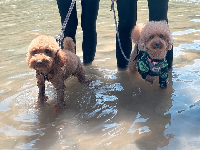 Twitterのコスプレ画像11