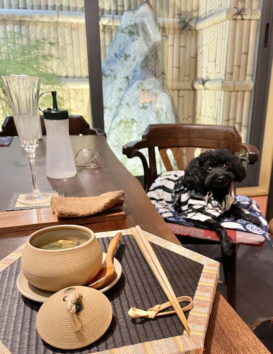 kichiemon_black's tweet photo. 京都東寺の近くの和食「結縁」さん
個室でわんこ連れで京懐石がいただけます
昼夜各一組限定なので予約は必須

#トイプードル　#黒プードル　#犬好きさんと繋がりたい https://t.co/5rIODNpOtw