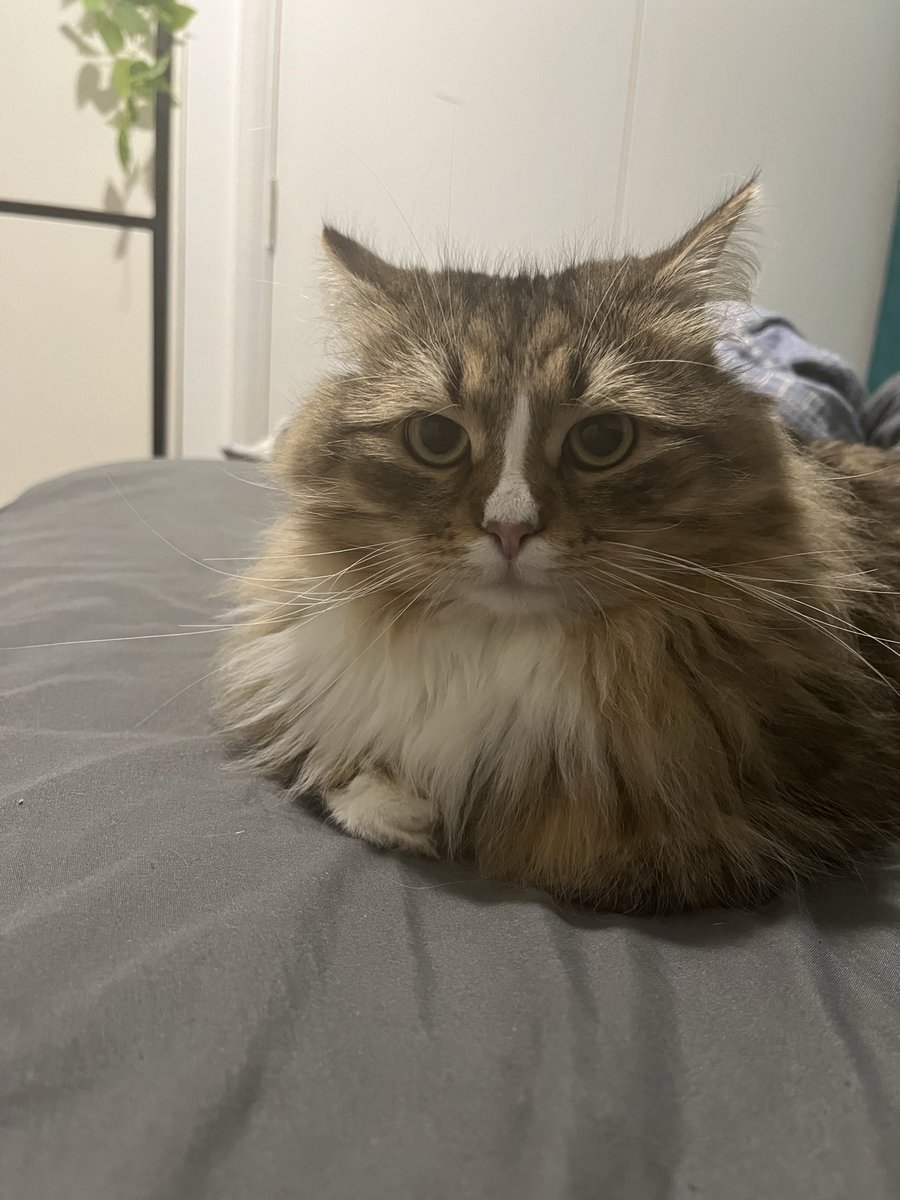 It’s my 2nd birthday !! 🐾🎉🎉🎊

#cats #cats #Cat #CatsOnTwitter #CatsOfTwitter