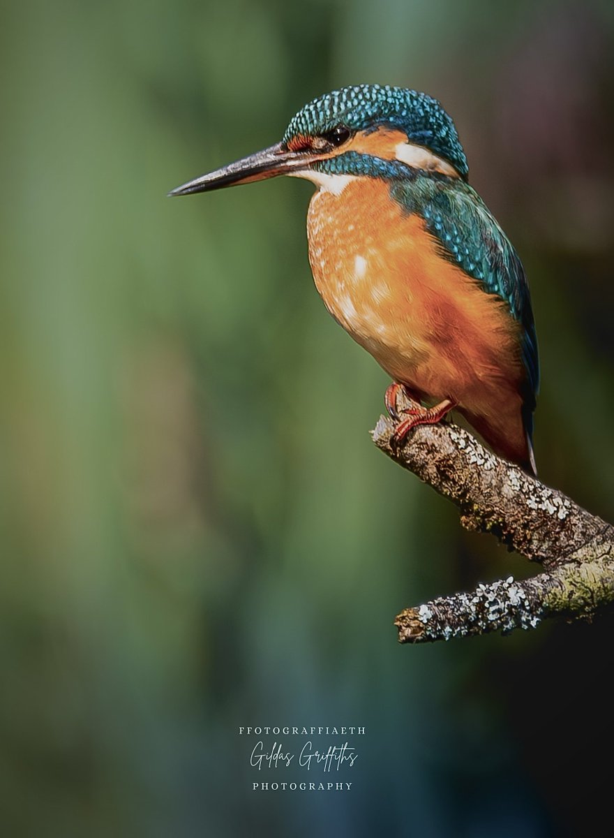 Glas y Dorlan | Kingfisher 🏴󠁧󠁢󠁷󠁬󠁳󠁿
<a href="/RSPBCymru/">RSPB Cymru</a> <a href="/Natures_Voice/">RSPB</a> <a href="/BBCSpringwatch/">BBC Springwatch</a> <a href="/LumixUK/">Lumix UK</a> <a href="/ThePhotoHour/">#ThePhotoHour</a> #BirdsOfTwitter #BirdsSeenIn2023 #wildlife #nature #photography <a href="/BBCCymruFyw/">BBC Cymru Fyw</a>