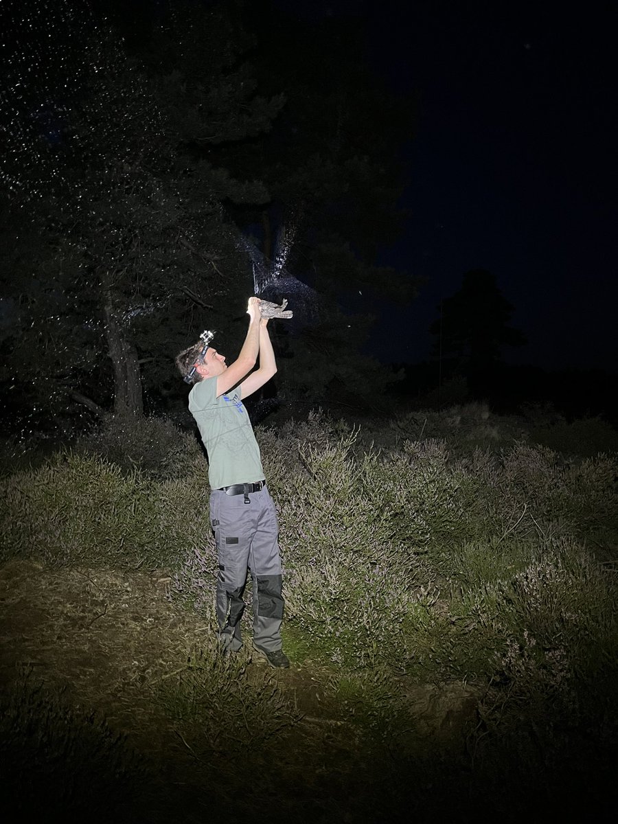 RevNJ's tweet photo. #nightjar nights can be busy nowadays. Studying the impact of #skyglow on #behaviour requires trapping many individuals. Very fortunate to have such motivated helping hands. @MichielLat @UAntwerpen @FWOVlaanderen @natuurenbos @BiTE_UHasselt https://t.co/wFafQGBNUM