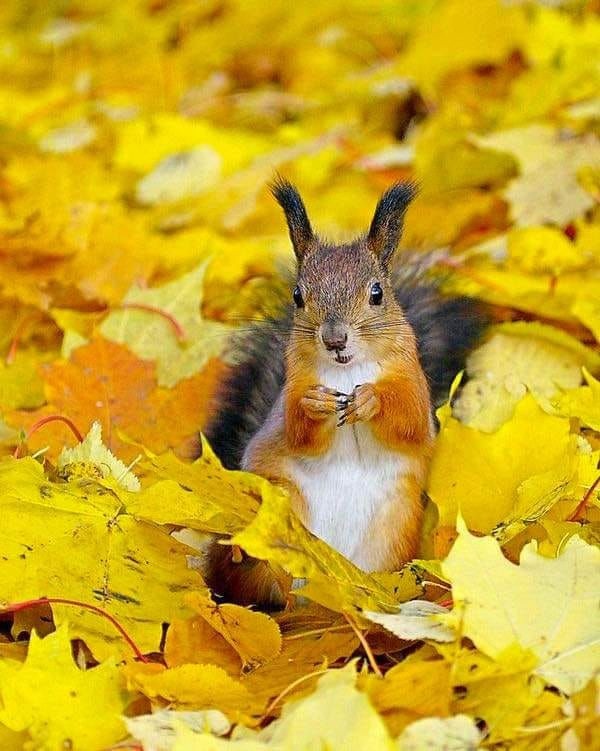 squirrel_zigzag's tweet photo. https://t.co/J4DqjoMrqc