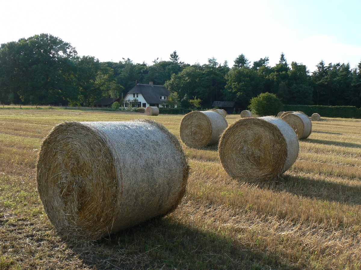 #beau_gustus Rogge #oogst #Hoekenkamp