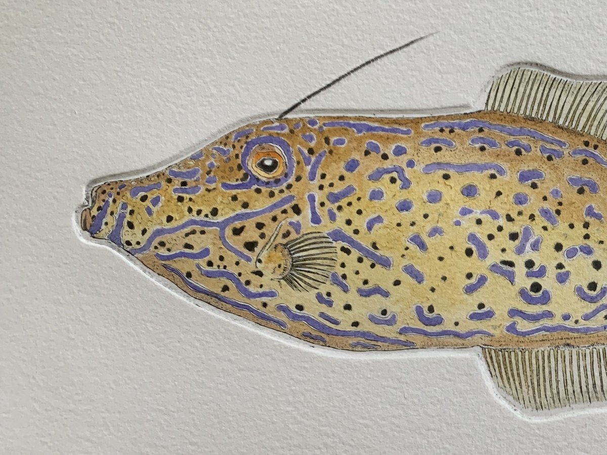 Detail of new etching, the Scrawled Filefish / Scribbled Leatherjacket. Happily up to my ears in ink printing for Seafest, Plymouth #etchings #marinelife