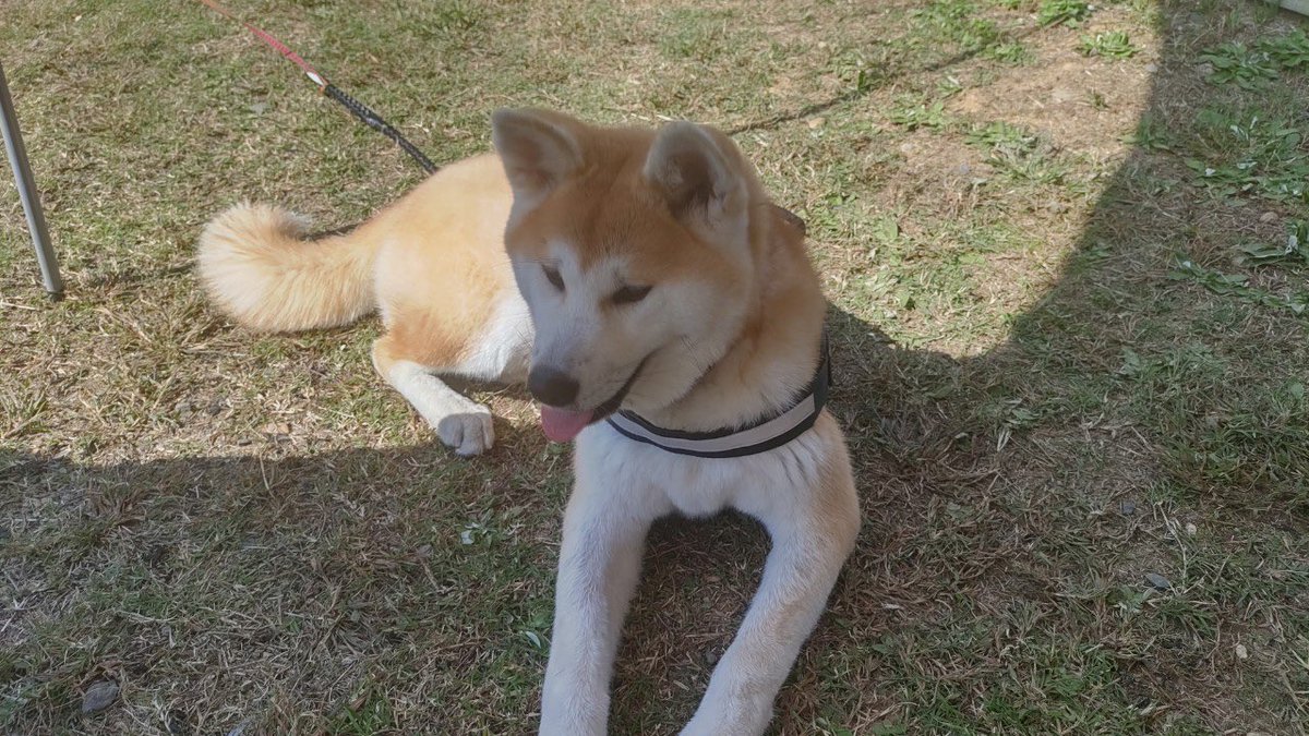 mskalx22's tweet photo. 愛��県で犬の献血をして頂ける方はいないでしょうか？1歳の秋田犬が悪性リンパ腫と診断され多臓器不全になりかけています。ご協力頂ける大型犬(40kg以上)のわんちゃんを探しています。どなたかご協力頂けないでしょうか…
#犬の献血
#大型犬
#悪性リンパ腫
#多臓器不全 https://t.co/NMpYStKD9w
