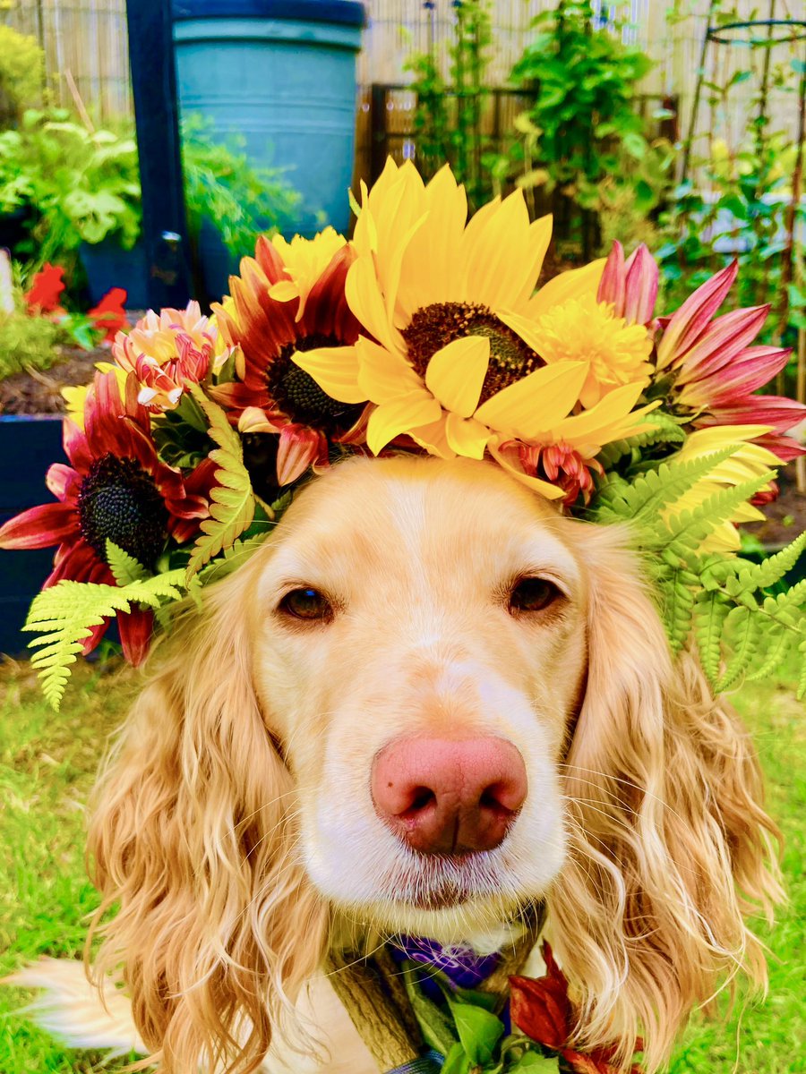 Happy Sunday  from my loyal garden helper
#internationaldogday  #dog #SundayYellow #sunflower #GardeningX #cute #puppy