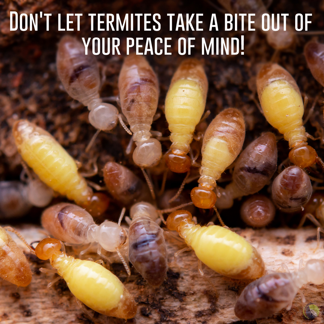 #termites
#pestcontrol
#ozonepest
#ozonepestcontrol
#krishnanagar
#termitetreatment
#pestcontrolnearme
#flygintermite
#ozonepest
#bestpestcontrol
#callus9717877355
#Peace