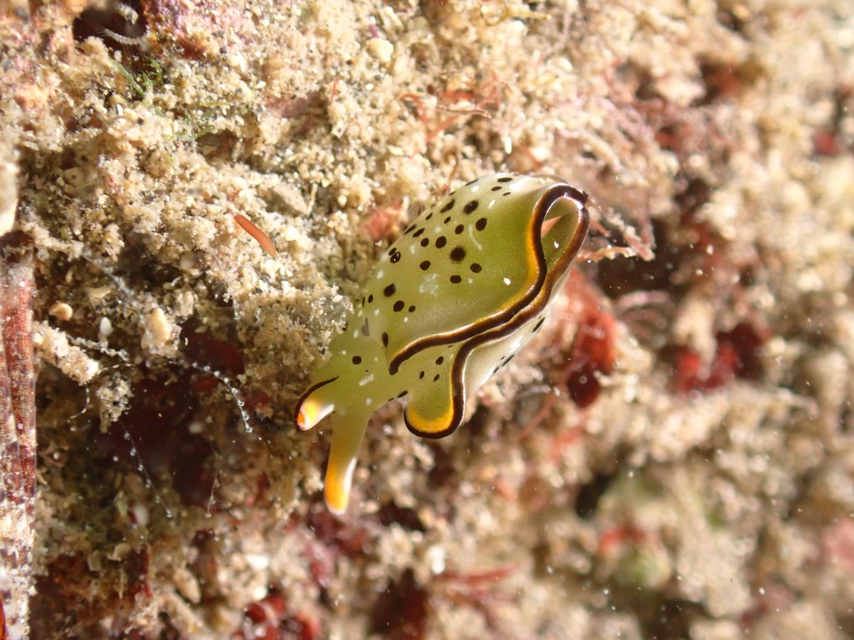 spacemannbou's tweet photo. #ダイビング
#城ヶ島
#セルフダイビング
#100DIVE
100DIVE気が付かずにずっとセルフでコンパス練習と水中マップ作ってました(笑)
一本目60分
二本目100分
100分は初経験 いい100本目を迎えられた https://t.co/ZFnxg6VcF1