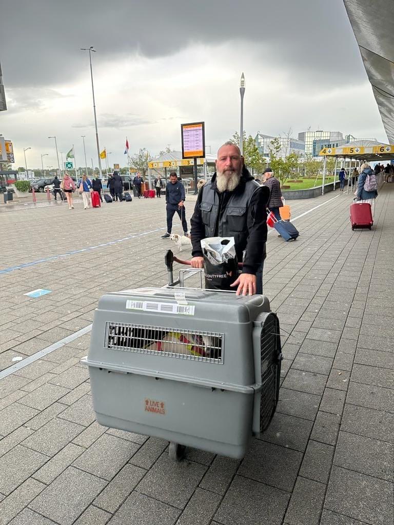 And there Chris goes... With MO.🩷🩷

💗🐾🌸😍💖

#galgo #houndsoftwitter #savethegalgos #freethegalgo #stopgalgueros #stopanimalabuse #112carlotagalgos #adoptdontshop #rescuedog #stopanimalcruelty