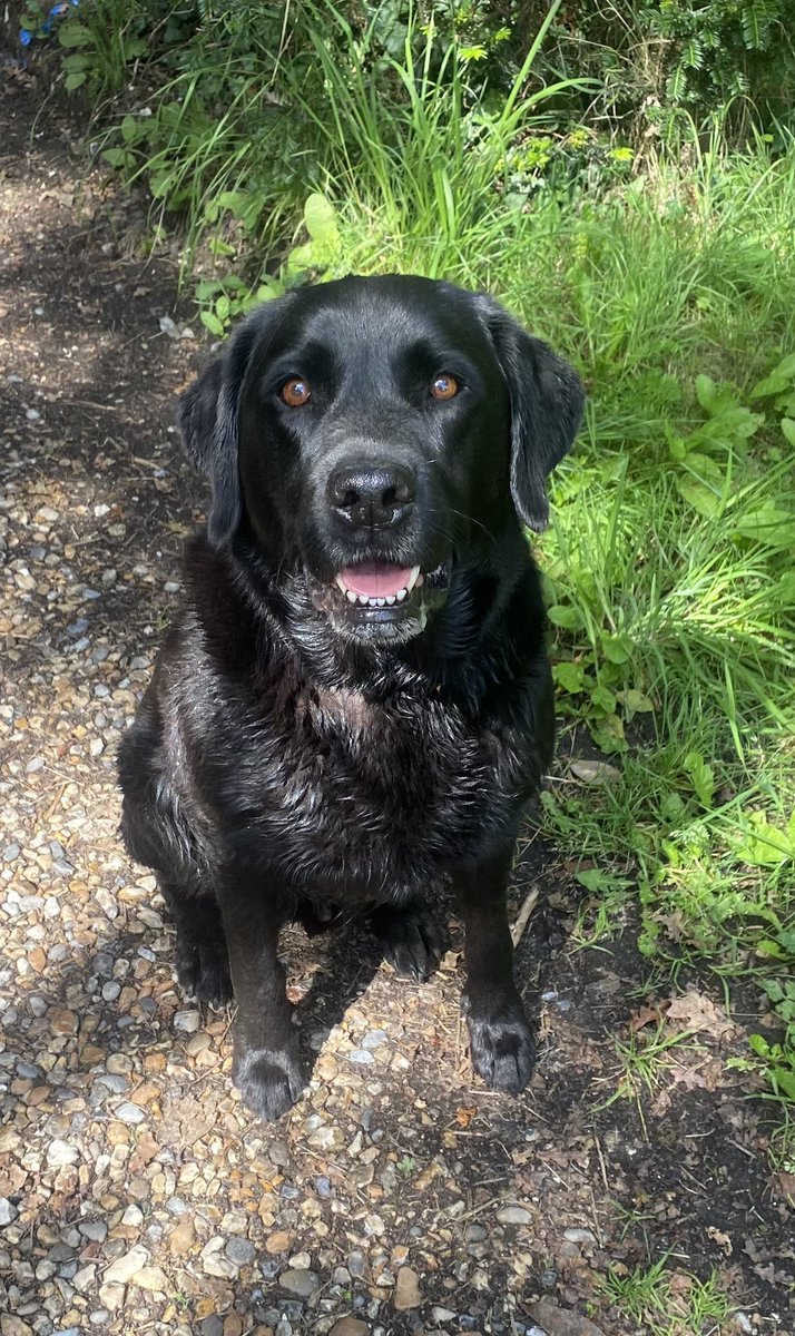 Who needs a filter when you are this handsome even after a swim 😍? 

Happy #internationaldogday