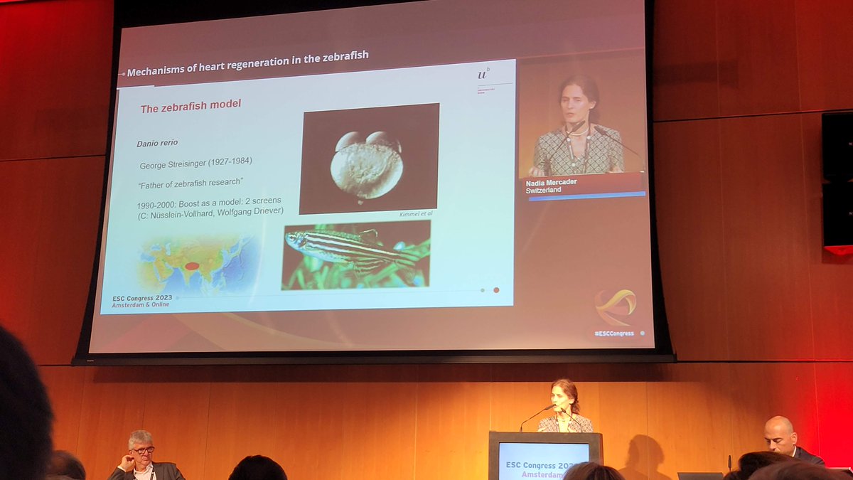 Ever wondered why to use zebrafish as a model for heart regeneration? 
Great 🐟♥️ overview by  Nadia Mercader
#BasicScience #ESCCongress 
@C_Balbi90 @liberale_luca