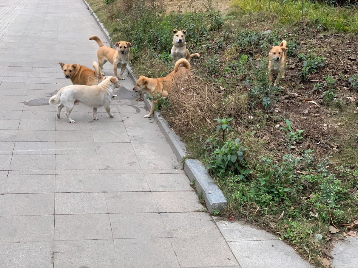 jodyi99's tweet photo. All they want is food , care and some love. Feed the stray dogs today! 🤗✨ https://t.co/BHgKDojzsE