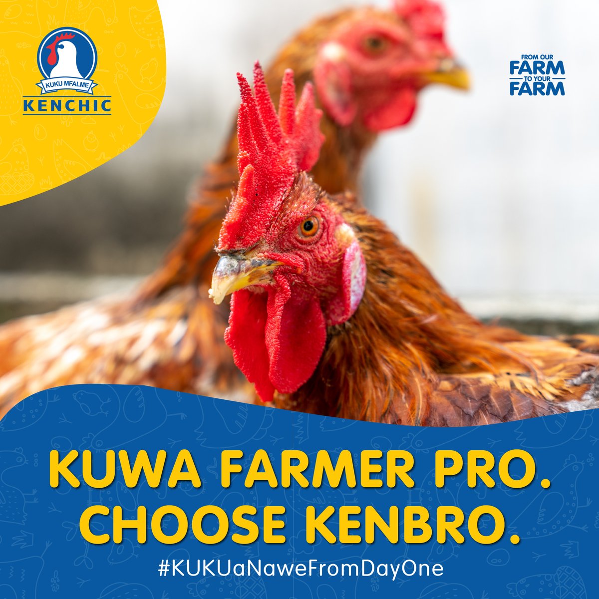 Kenchic_Chicks's tweet photo. Usisleki kuweka order yako for our improved Kienyeji Kenbro chicks. Zina come Pre-vaccinated and with a feeding schedule so in just 3 months for meat and 6 months to hatch utakuwa ready kuingia marko.

#KUKUaNawe #Kenbro #Improved Kienyeji https://t.co/AkwtbJDBRl