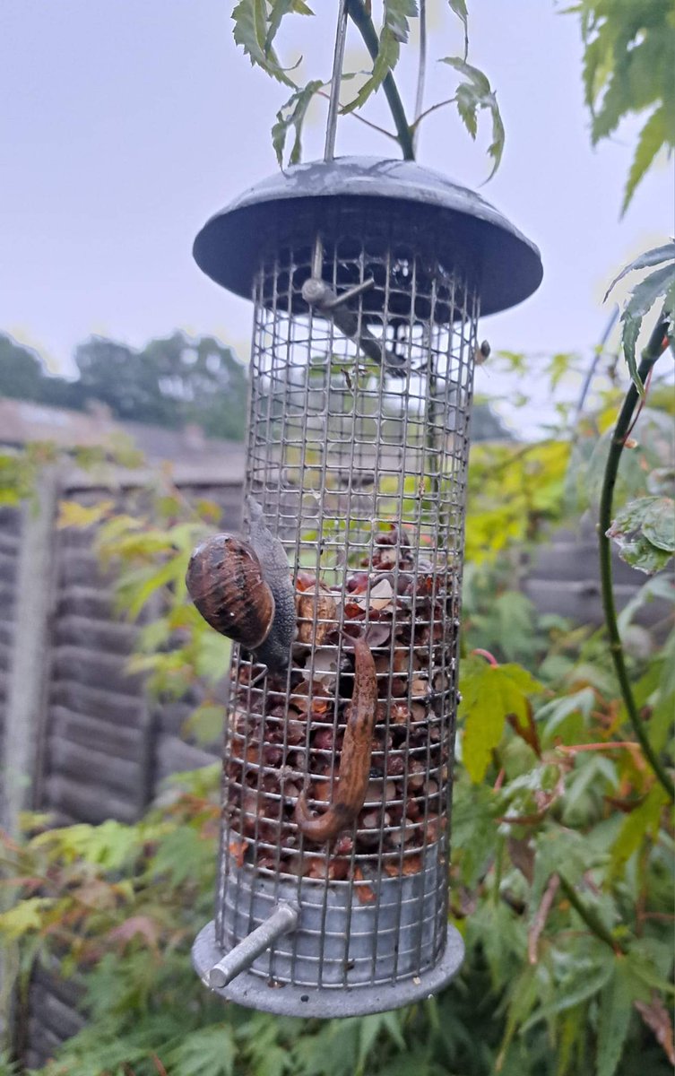 ChurchyardGU16's tweet photo. Good morning everyone! On the bird feeder this morning....there must be safer places to 'hang out'....!! Can you think of any captions?! 
@garden
 #garden #gardenbirds #birdwatching https://t.co/VFKcAWpijo