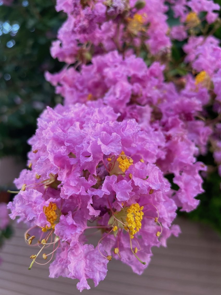 forester036tkb's tweet photo. （つづき）長〜く紅い花が咲くから百日紅(ひゃくじつこう)ですが、桃色や純白の株が植えられていることも多く、３色を混植しているところでは とても華やかです。
ミソハギ科サルスベリ属　Lagerstroemia indica https://t.co/P308zOcVbW