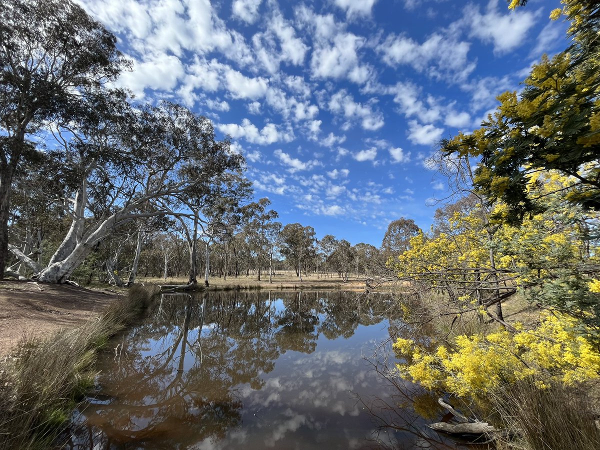 One of my favourite places for an afternoon walk on Ngunnawal Country in Canberra, @MulligansFlat Woodland Sanctuary.